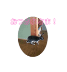 ウサギ＆犬（個別スタンプ：2）