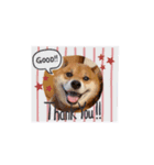 oreore武蔵☆柴犬（個別スタンプ：1）