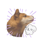 oreore武蔵☆柴犬（個別スタンプ：2）