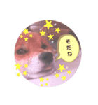 oreore武蔵☆柴犬（個別スタンプ：3）