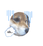 oreore武蔵☆柴犬（個別スタンプ：4）