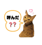 茶太郎と黒子の毎日＋ゆきまる！（個別スタンプ：10）
