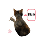 茶太郎と黒子の毎日＋ゆきまる！（個別スタンプ：22）