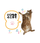 茶太郎と黒子の毎日＋ゆきまる！（個別スタンプ：26）