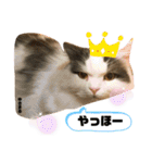 茶太郎と黒子の毎日＋ゆきまる！（個別スタンプ：31）