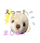 くまちゃんかわいい日常使えるやさしい（個別スタンプ：11）