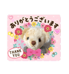 くまちゃんかわいい日常使えるやさしい（個別スタンプ：13）