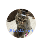 虎太郎＆蘭丸（個別スタンプ：1）
