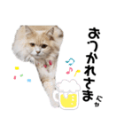 豆太とマフィンの日常（個別スタンプ：4）