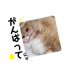 豆太とマフィンの日常（個別スタンプ：26）