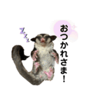フクロモモンガの赤ちゃん くろまめちゃん（個別スタンプ：23）