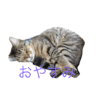 さすけ＆はやて（個別スタンプ：2）