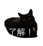 さすけ＆はやて（個別スタンプ：3）