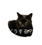 さすけ＆はやて（個別スタンプ：6）