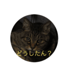 さすけ＆はやて（個別スタンプ：7）