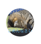 さすけ＆はやて（個別スタンプ：10）