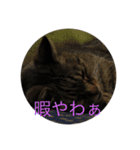 さすけ＆はやて（個別スタンプ：11）