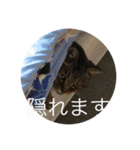 さすけ＆はやて（個別スタンプ：12）