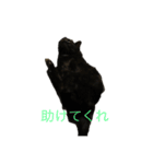 さすけ＆はやて（個別スタンプ：13）
