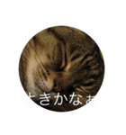 さすけ＆はやて（個別スタンプ：15）