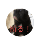 さすけ＆はやて（個別スタンプ：16）