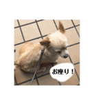 いんぬ2、（個別スタンプ：5）