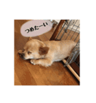 いんぬ2、（個別スタンプ：6）