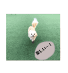 いんぬ2、（個別スタンプ：11）