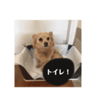 いんぬ2、（個別スタンプ：12）