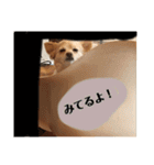 いんぬ2、（個別スタンプ：13）