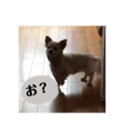 いんぬ2、（個別スタンプ：15）