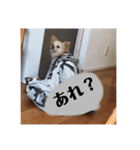 いんぬ2、（個別スタンプ：22）