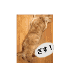 いんぬ2、（個別スタンプ：23）