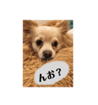 いんぬ2、（個別スタンプ：24）