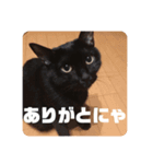 黒猫日常会話だにゃ（個別スタンプ：1）