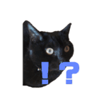 黒猫日常会話だにゃ（個別スタンプ：2）