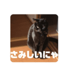 黒猫日常会話だにゃ（個別スタンプ：3）