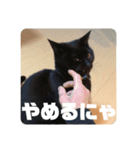 黒猫日常会話だにゃ（個別スタンプ：4）