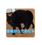 黒猫日常会話だにゃ（個別スタンプ：5）