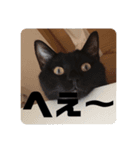 黒猫日常会話だにゃ（個別スタンプ：6）