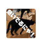 黒猫日常会話だにゃ（個別スタンプ：7）