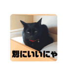 黒猫日常会話だにゃ（個別スタンプ：9）