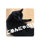 黒猫日常会話だにゃ（個別スタンプ：11）