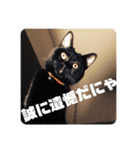 黒猫日常会話だにゃ（個別スタンプ：13）