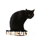 黒猫日常会話だにゃ（個別スタンプ：14）
