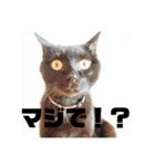 黒猫日常会話だにゃ（個別スタンプ：15）