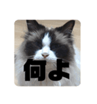 黒猫日常会話だにゃ（個別スタンプ：16）