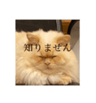 ゆきまる❄️❄️（個別スタンプ：1）