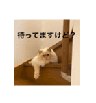 ゆきまる❄️❄️（個別スタンプ：4）