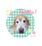 シャトルスタンプ（個別スタンプ：4）